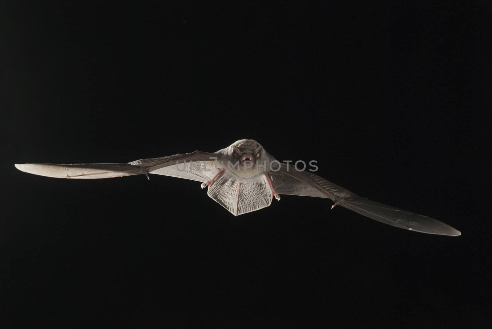 Bat bent common Miniopterus schreibersii, flying in a cave, with by jalonsohu@gmail.com