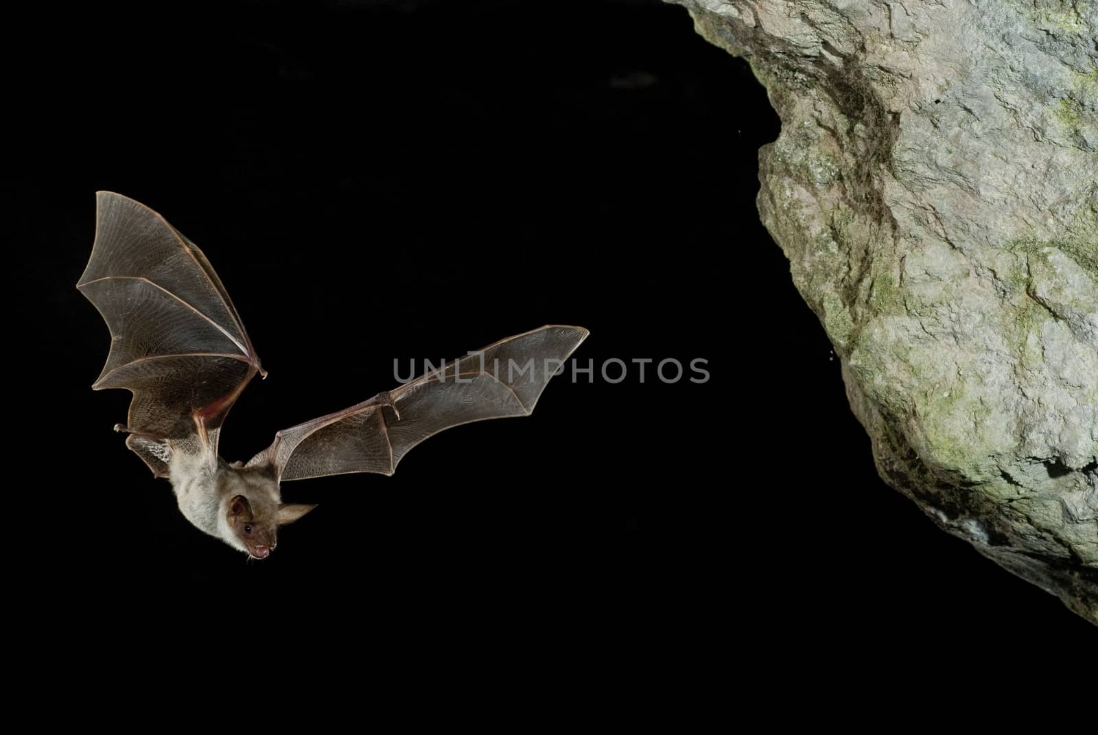 Bat buzzard, myotis myotis, flight in his cave by jalonsohu@gmail.com