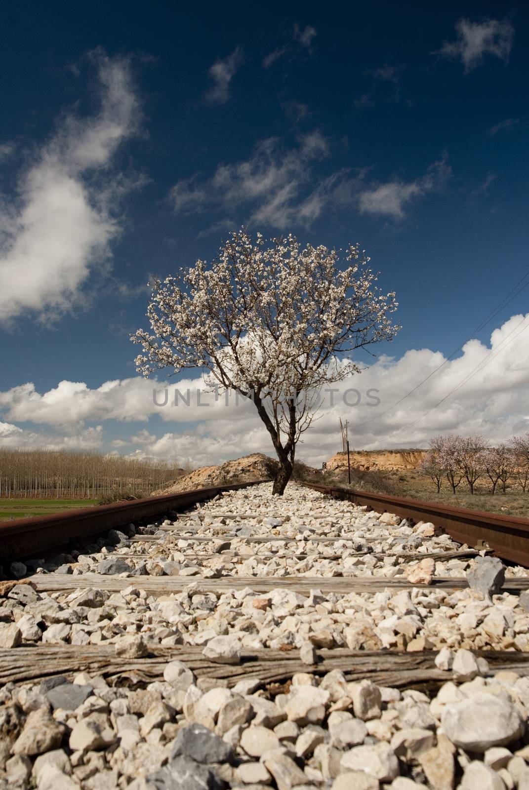 Almond tree in flower occupying some old railroad tracks