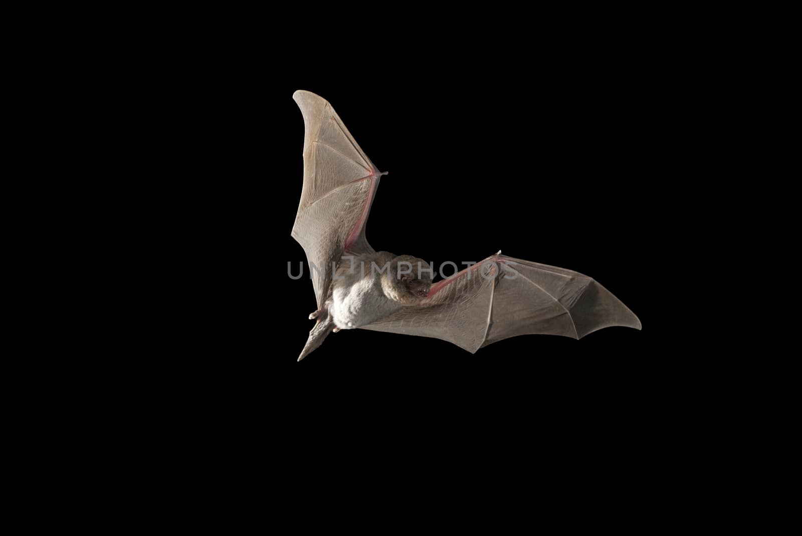 Bat bent common Miniopterus schreibersii, flying in a cave, with black background
