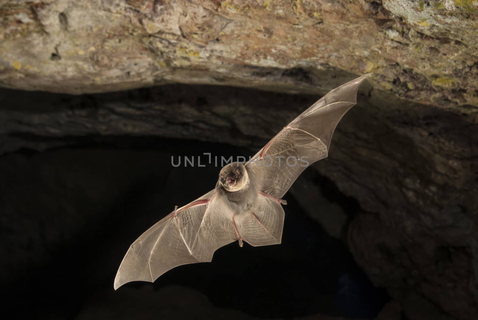 Bat-bent common miniopterus schreibersii, flying in a cave by jalonsohu@gmail.com