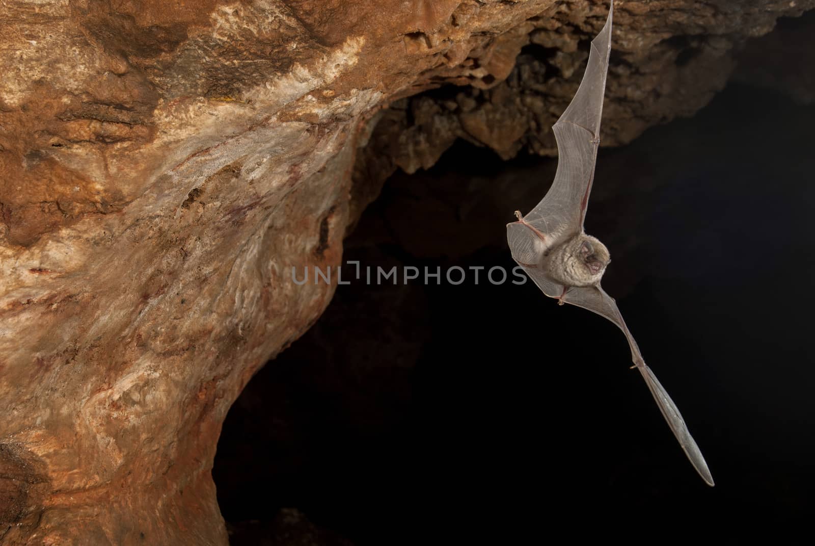 Bat-bent common miniopterus schreibersii, flying in a cave