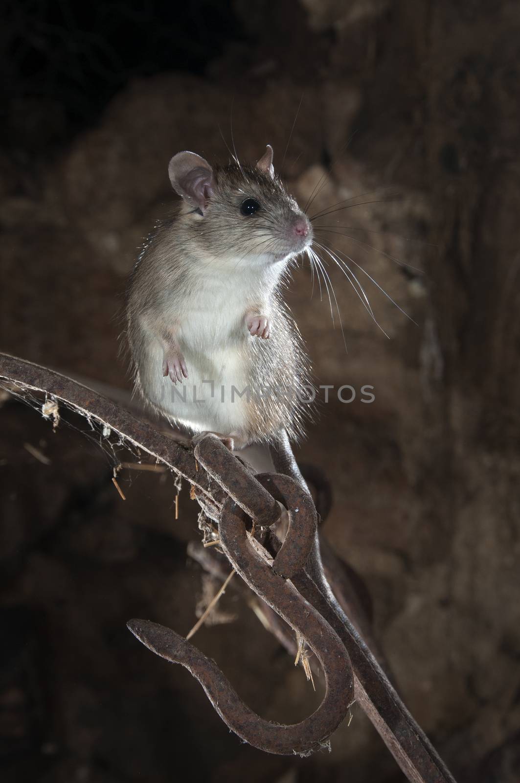 Black rat or field rat Portrait in an old haystack, Rattus rattus, Spain