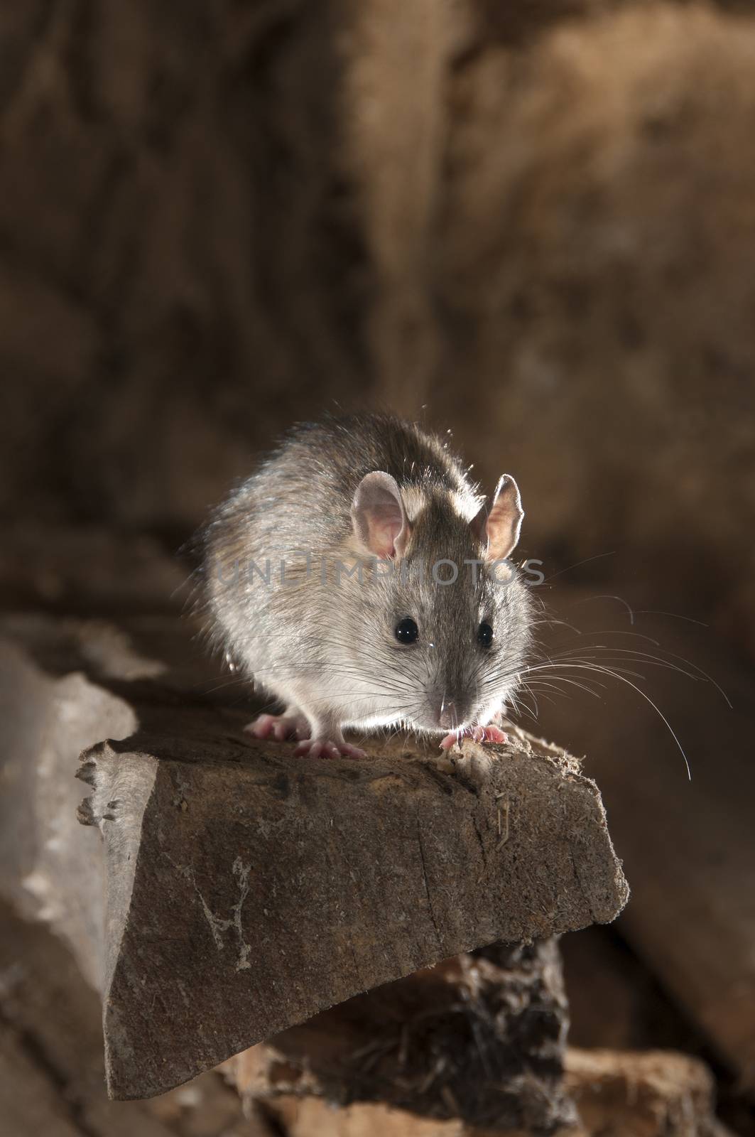Black rat or field rat Portrait in an old haystack, Rattus rattus, Spain