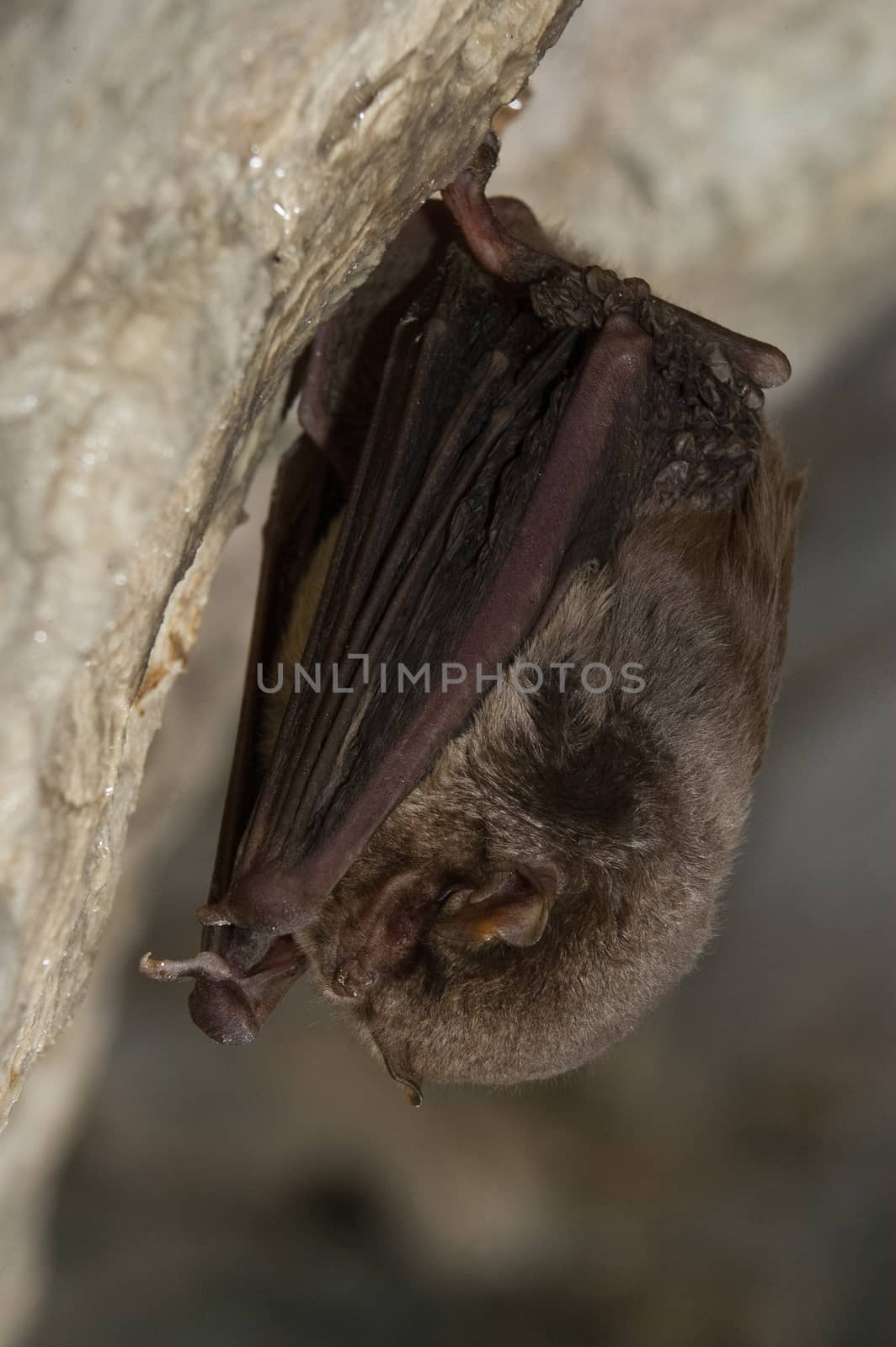 Bat-bent common miniopterus schreibersii, resting in a cave by jalonsohu@gmail.com