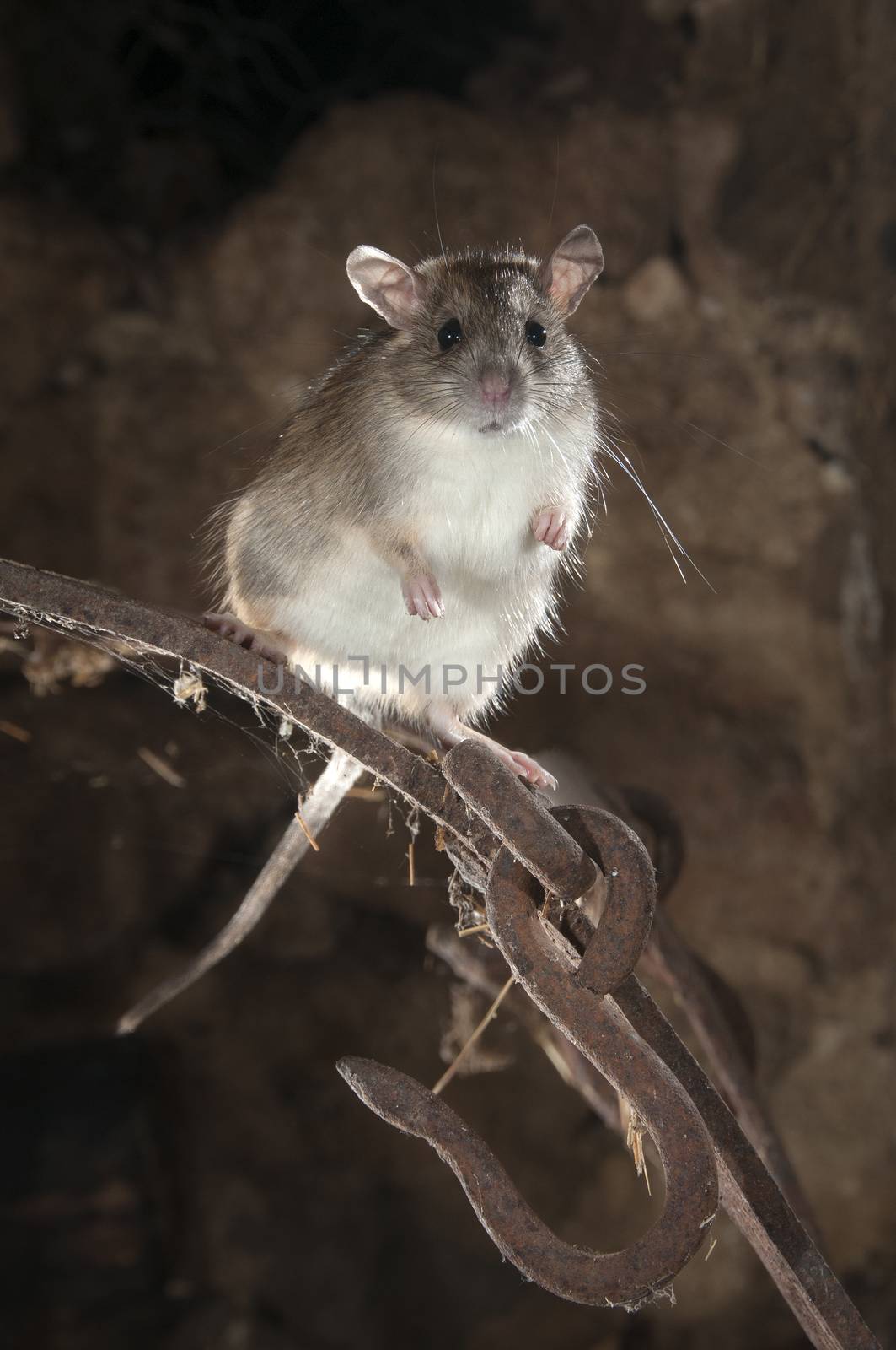 Black rat or field rat Portrait in an old haystack, Rattus rattu by jalonsohu@gmail.com