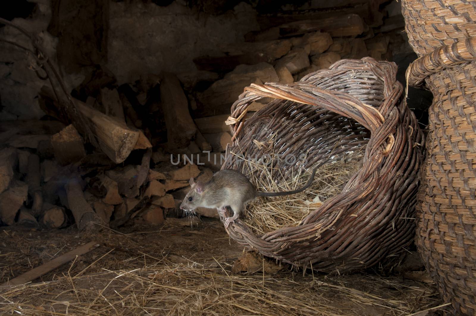 Black Rat or vole looking for food in an old barn, Rattus rattus, Spain