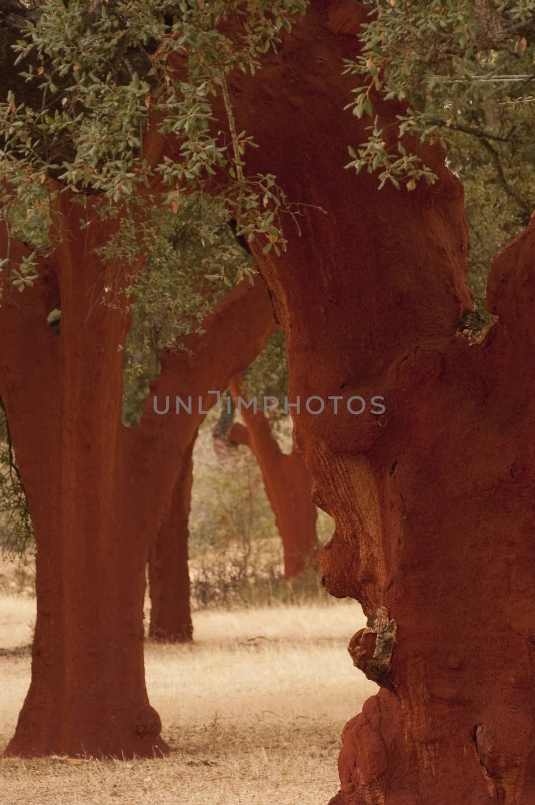 Cork oak after the extraction of the cork, (Quercus suber), Spain