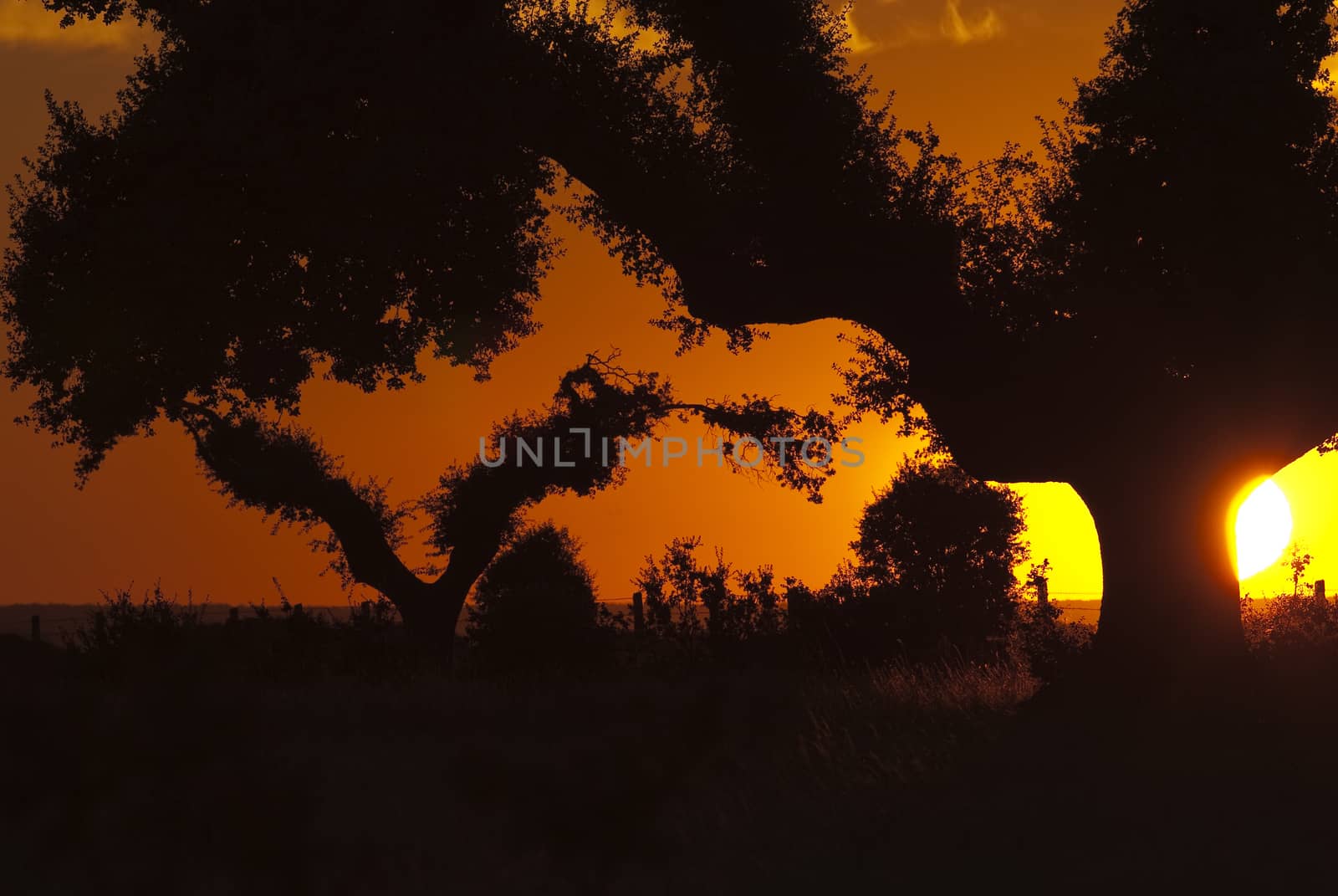 Dehesa with oaks at sunset, (Quercus ilex), Spain by jalonsohu@gmail.com
