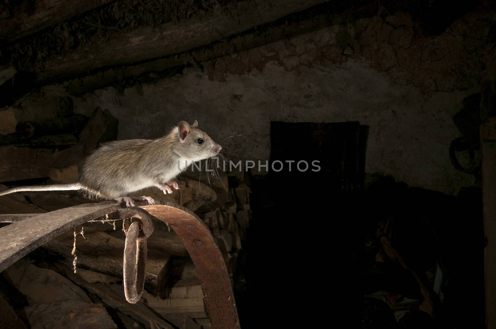 Black rat or field rat Portrait in an old haystack, Rattus rattu by jalonsohu@gmail.com