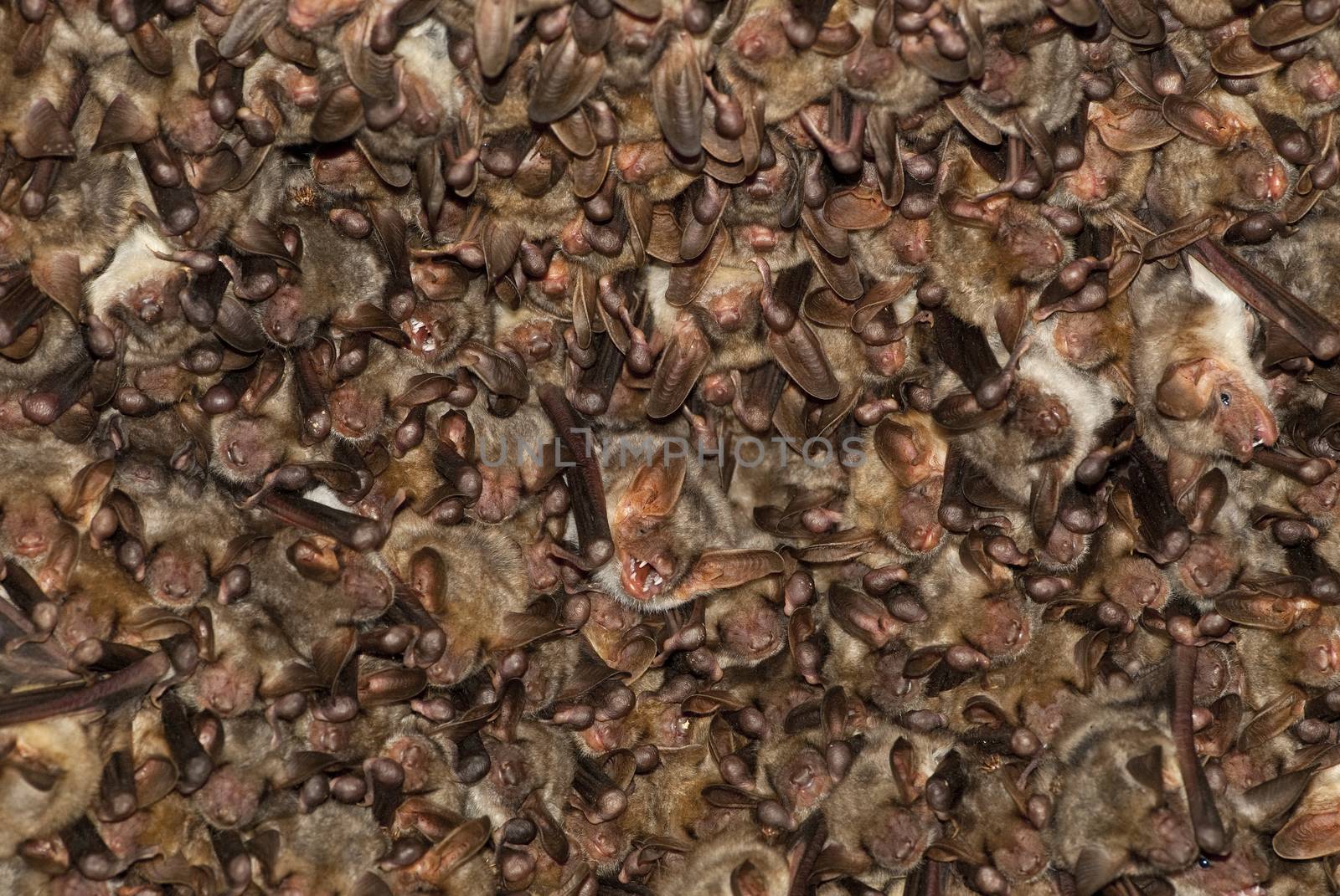 Groups of sleeping bats in cave, Myotis myotis