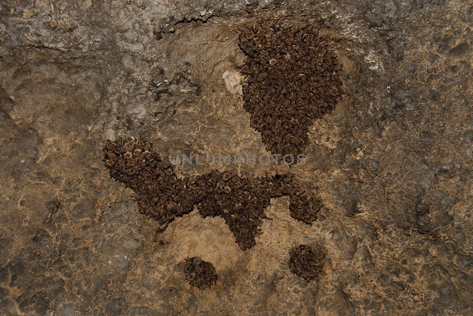 Groups of sleeping bats in cave, Myotis myotis by jalonsohu@gmail.com