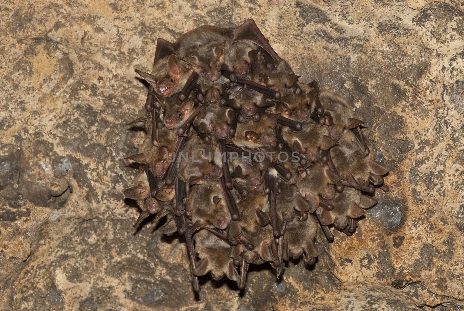 Groups of sleeping bats in cave, Myotis myotis by jalonsohu@gmail.com