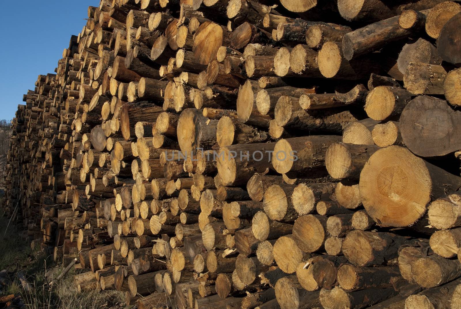 Pine wood collected after the fire, Guadalajara, Spain  by jalonsohu@gmail.com