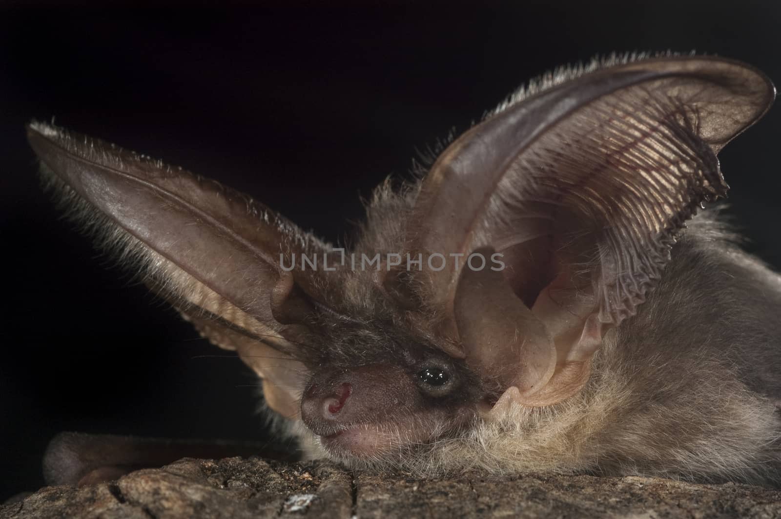 Portrait of Bat, Plecotus austriacus  by jalonsohu@gmail.com