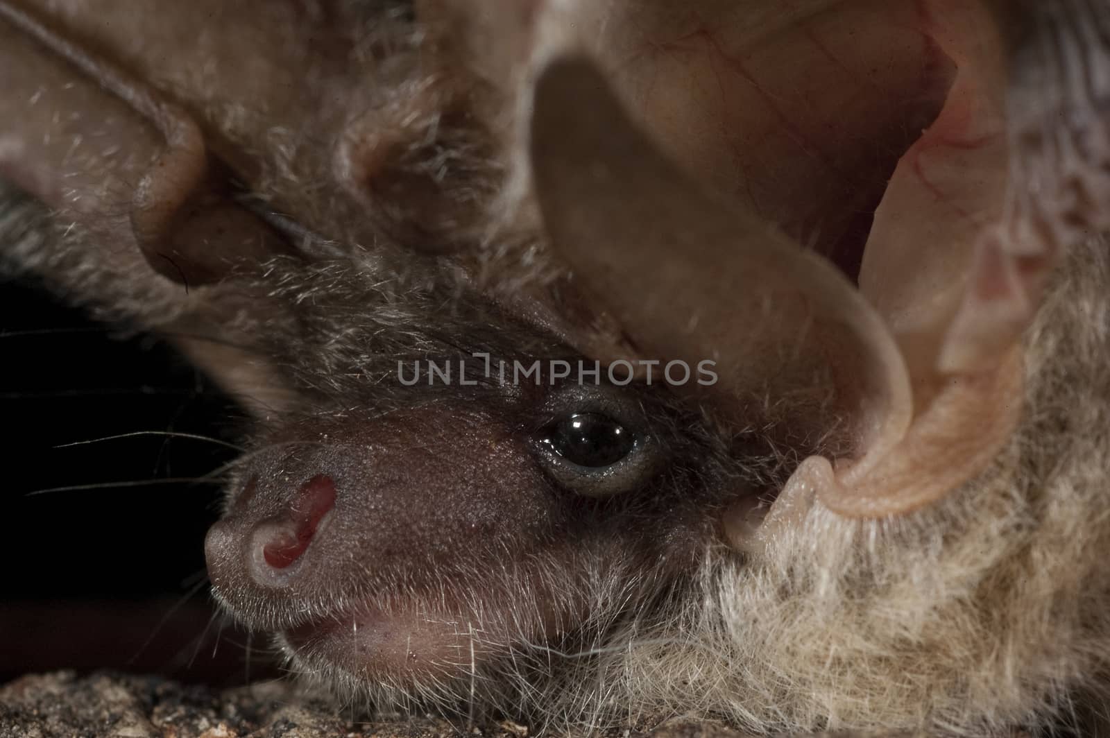 Portrait of Bat, Plecotus austriacus by jalonsohu@gmail.com