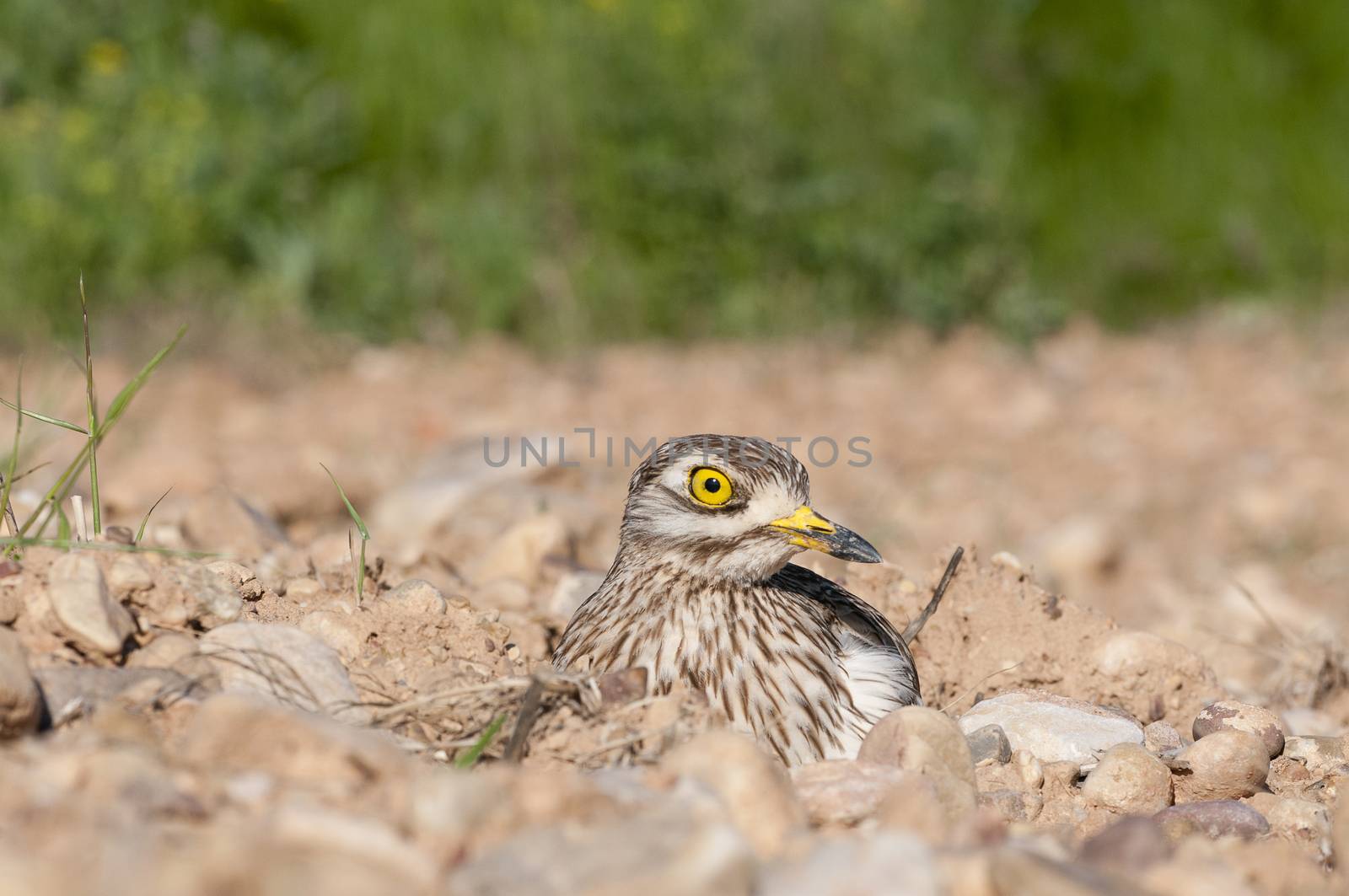 Burhinus oedicnemus (Eurasian thick knee, Eurasia Stone-curlew, Stone Curlew) resting on the ground