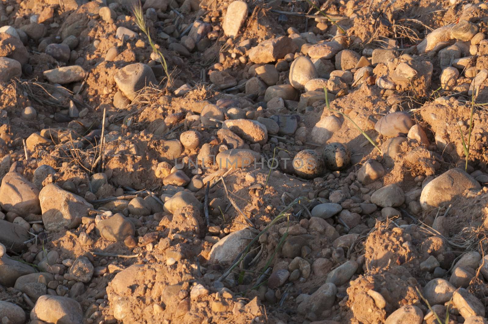 Burhinus oedicnemus (Eurasian thick knee, Eurasia Stone-curlew, Stone Curlew), nest with eggs in farm land