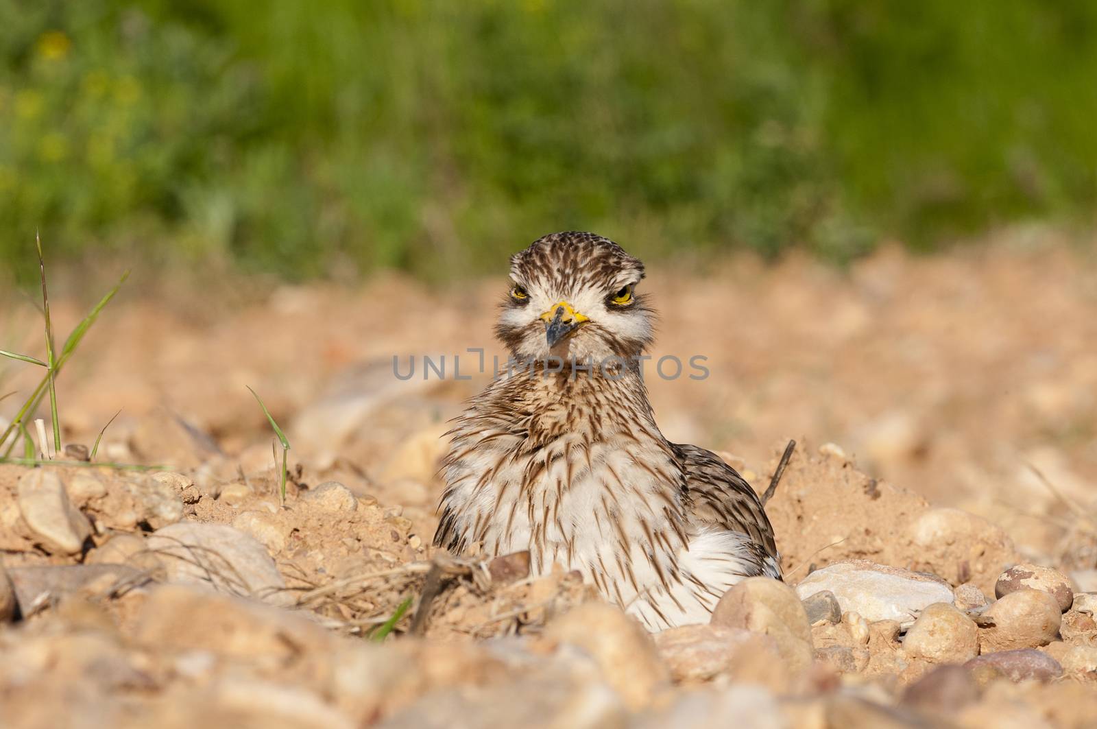 Burhinus oedicnemus (Eurasian thick knee, Eurasia Stone-curlew, Stone Curlew) resting on the ground