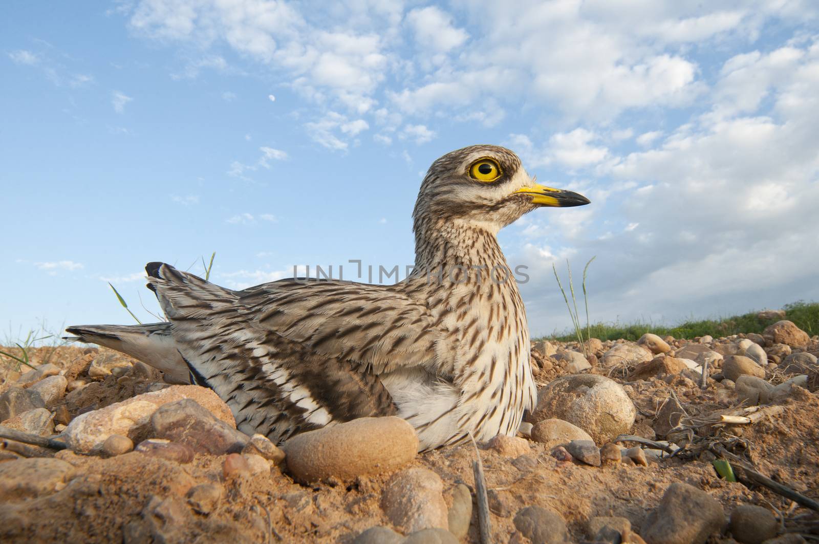 Burhinus oedicnemus (Eurasian thick knee, Eurasian Stone-curlew, Stone Curlew) in its nest, with wide angle