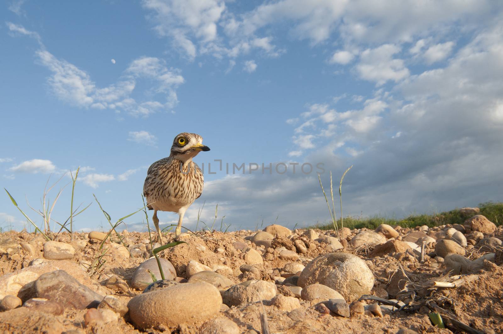 Burhinus oedicnemus (Eurasian thick knee, Eurasian Stone-curlew, Stone Curlew) reaching its nest, wide angle