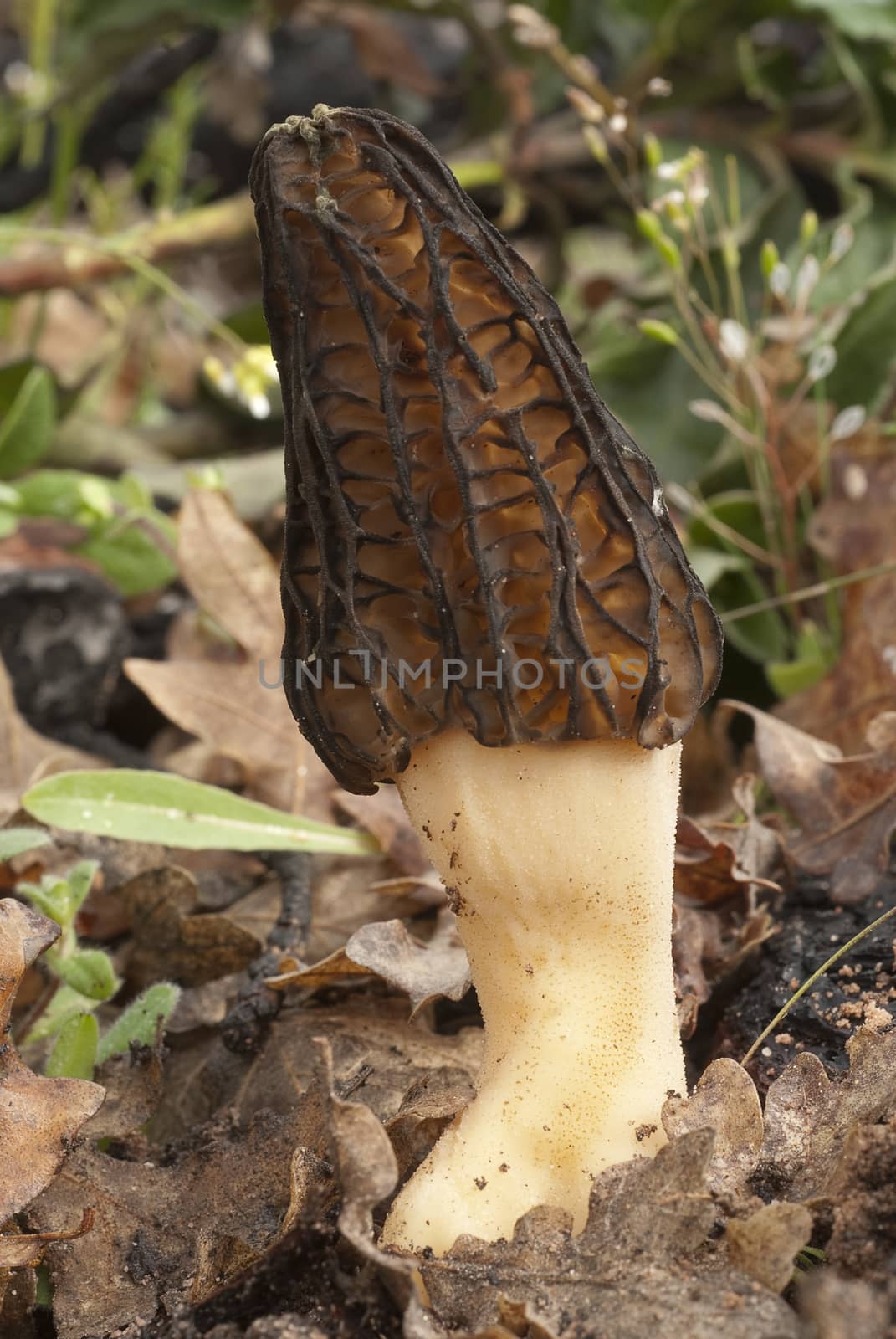 Common Morel Mushroom. Morchella esculenta by jalonsohu@gmail.com