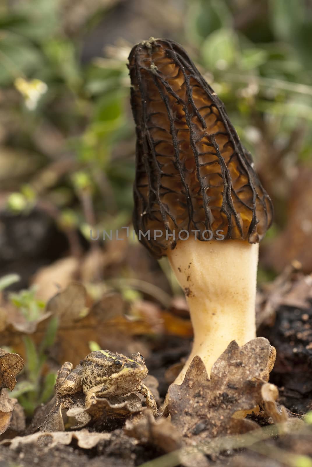 Common Morel Mushroom. Morchella esculenta by jalonsohu@gmail.com