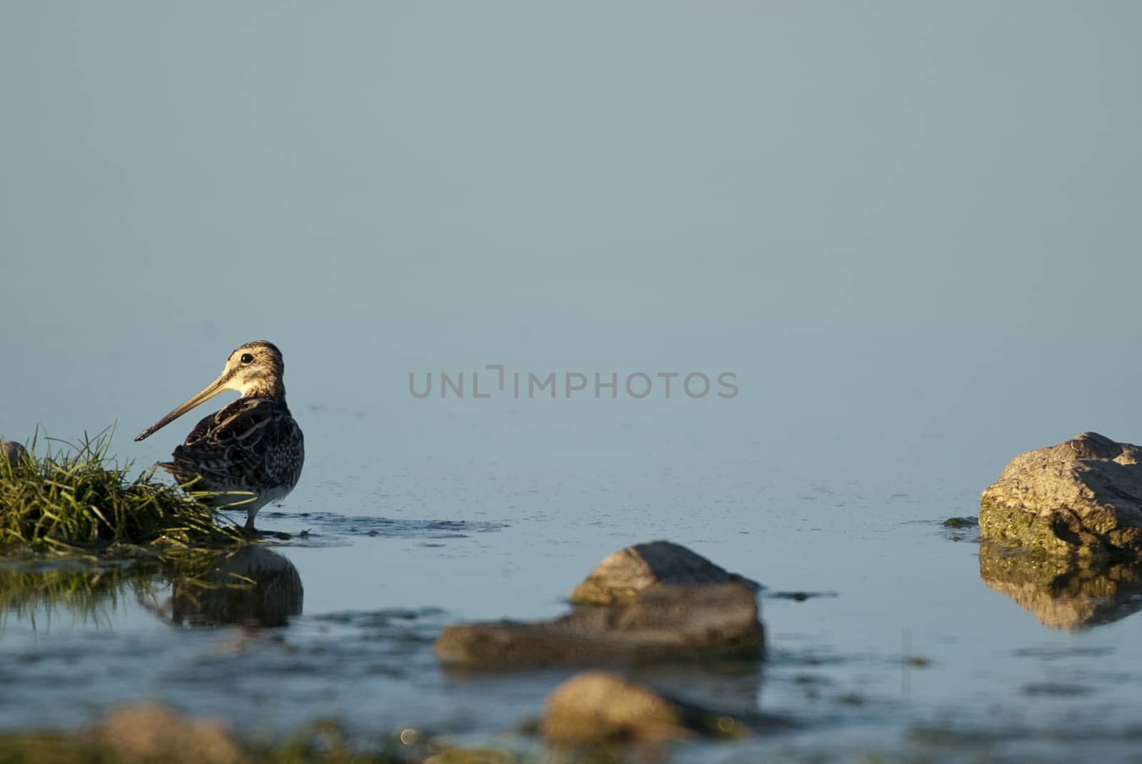 Common Snipe (Gallinago gallinago), looking for food in the wate by jalonsohu@gmail.com
