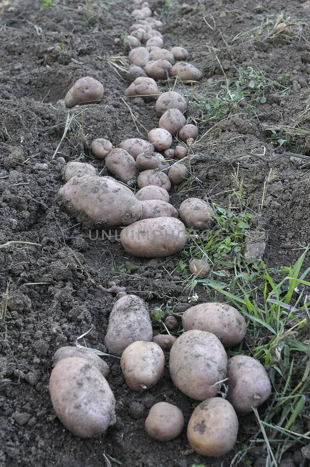 Cultivation and harvesting of potatoes in the garden