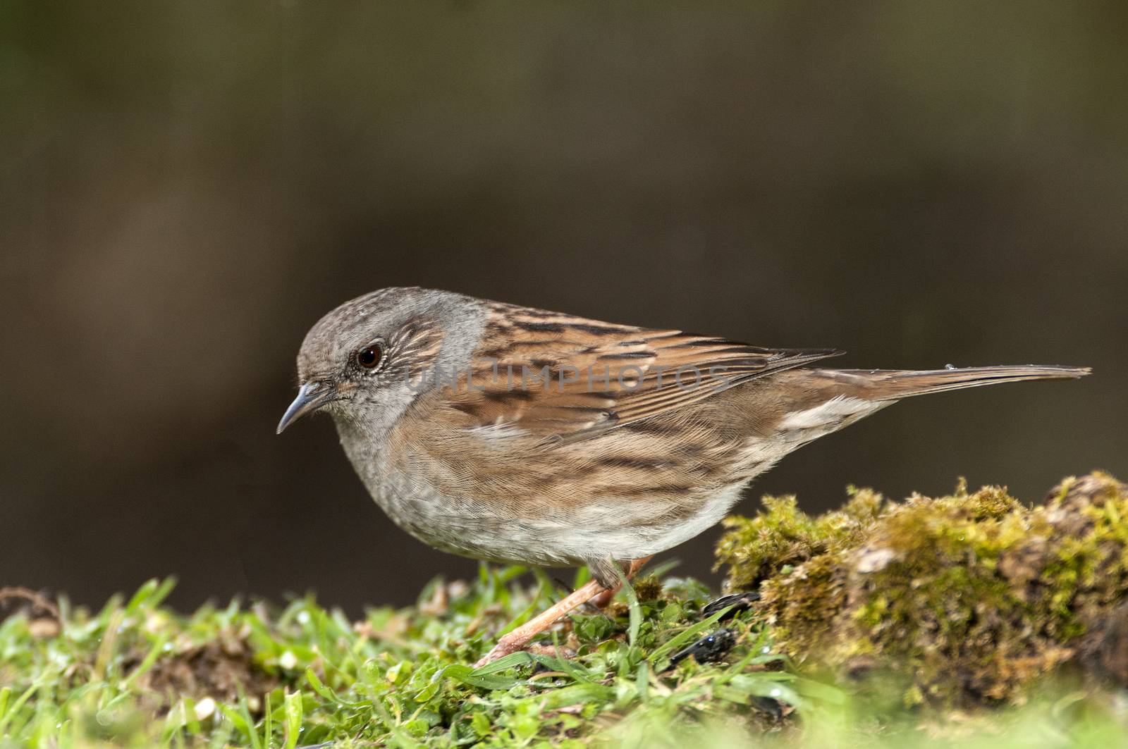 Dunnock (Prunella modularis), Looking for food in the field  by jalonsohu@gmail.com