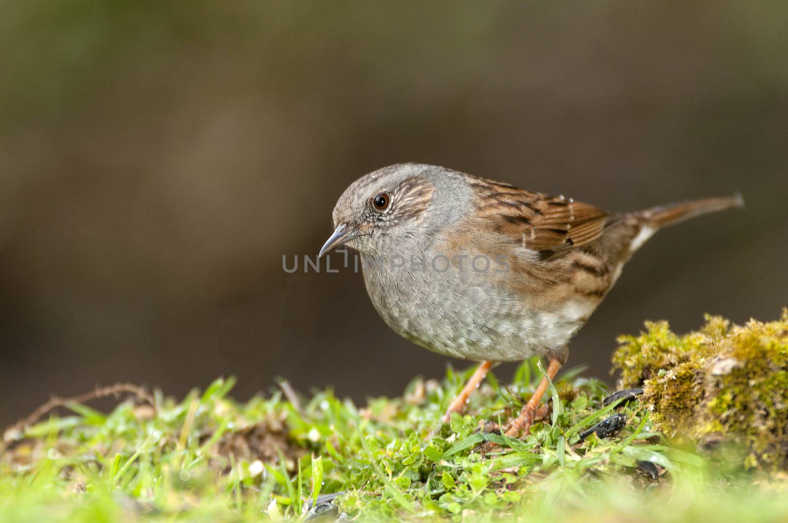 Dunnock (Prunella modularis), Looking for food in the field