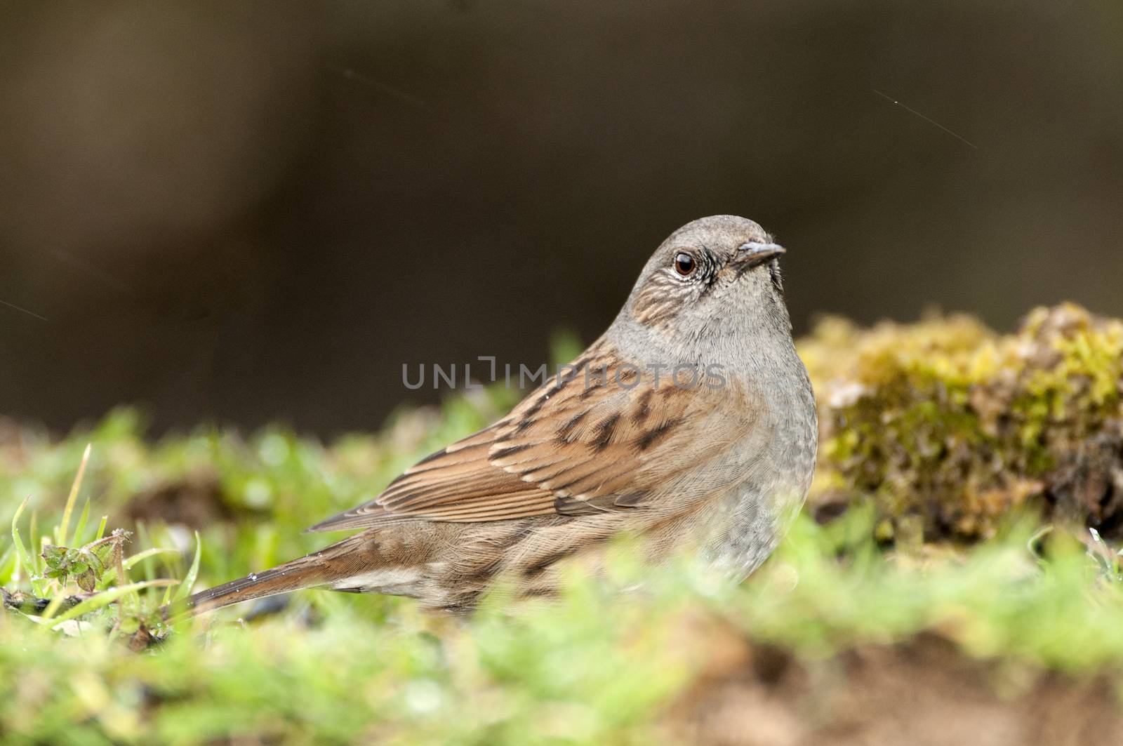 Dunnock (Prunella modularis), Looking for food in the field  by jalonsohu@gmail.com