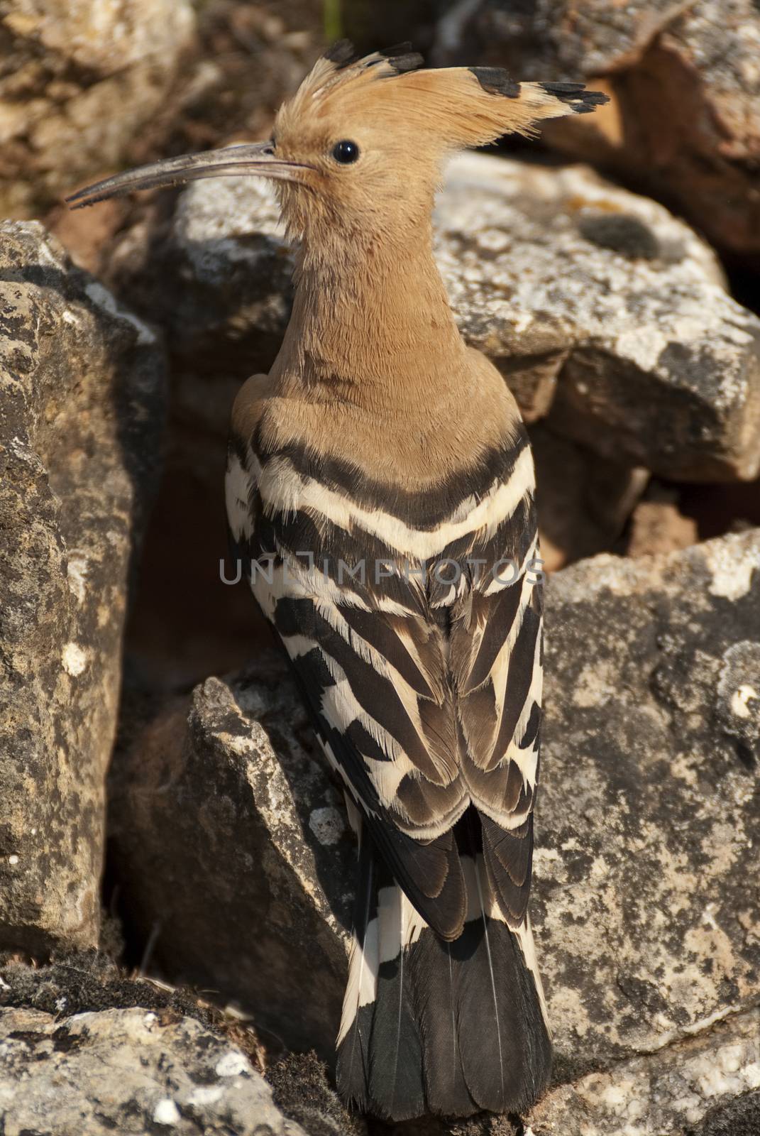 Eurasia Hoopoe or Common Hoopoe (Upupa epops), perched on the ro by jalonsohu@gmail.com