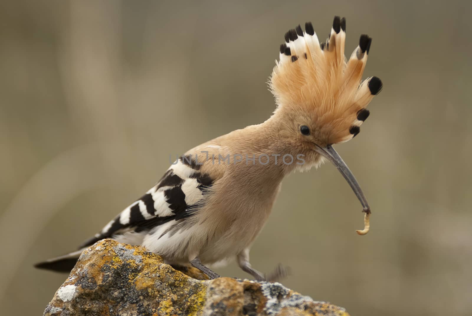 Eurasia Hoopoe or Common Hoopoe (Upupa epops), with food in the  by jalonsohu@gmail.com