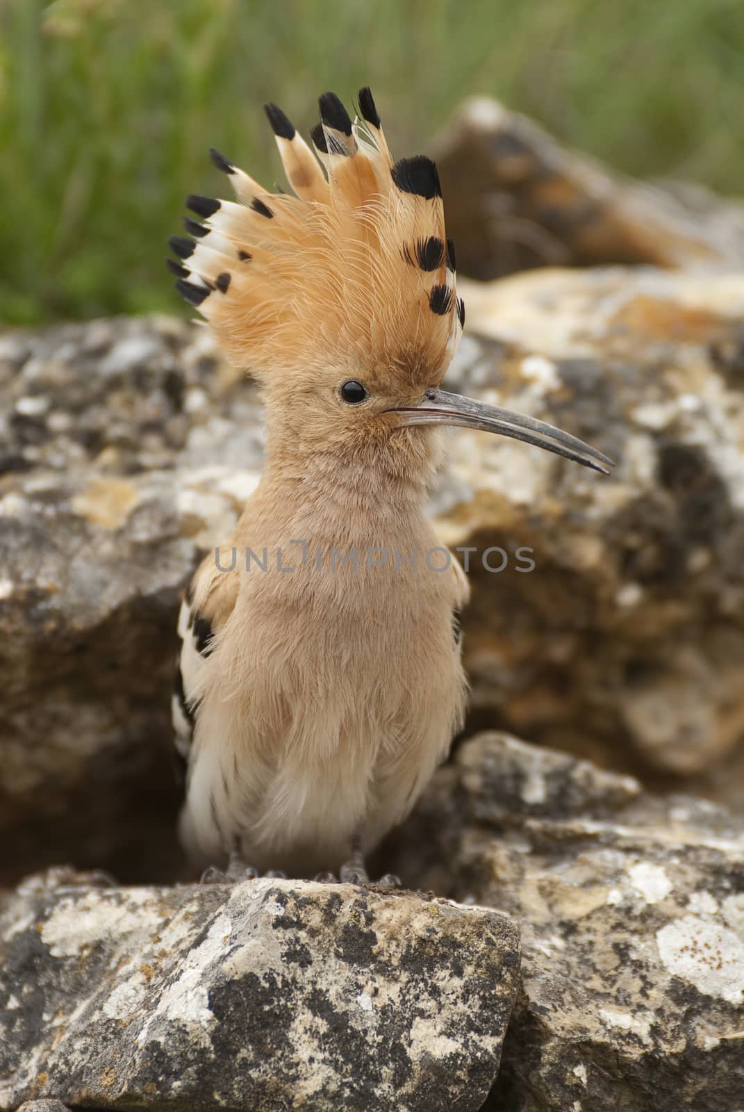 Eurasia Hoopoe or Common Hoopoe (Upupa epops), perched on the ro by jalonsohu@gmail.com