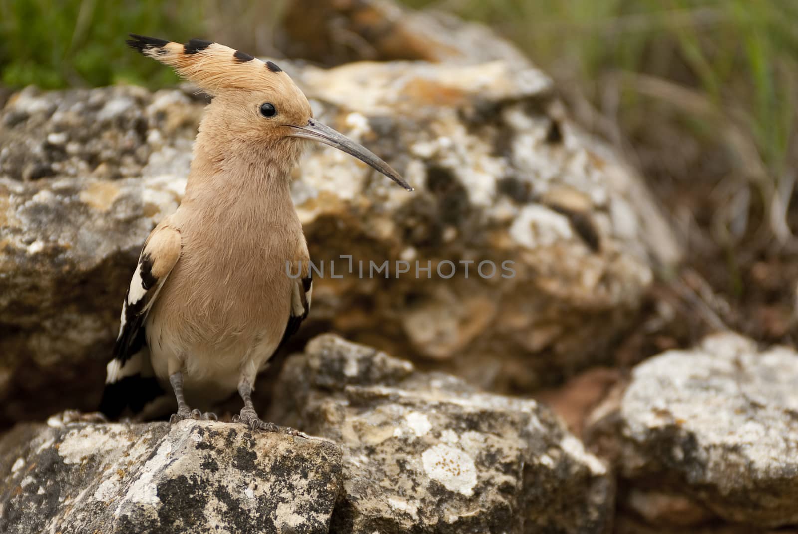 Eurasia Hoopoe or Common Hoopoe (Upupa epops), perched on the rocks, entrance to the nest