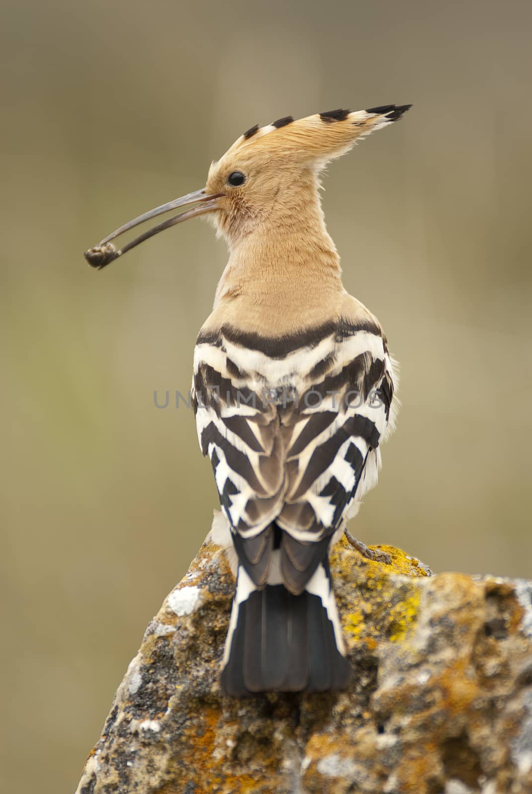 Eurasia Hoopoe or Common Hoopoe (Upupa epops), with a beetle in  by jalonsohu@gmail.com