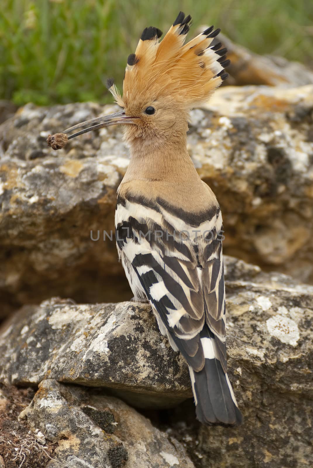 Eurasia Hoopoe or Common Hoopoe (Upupa epops), with a beetle in  by jalonsohu@gmail.com