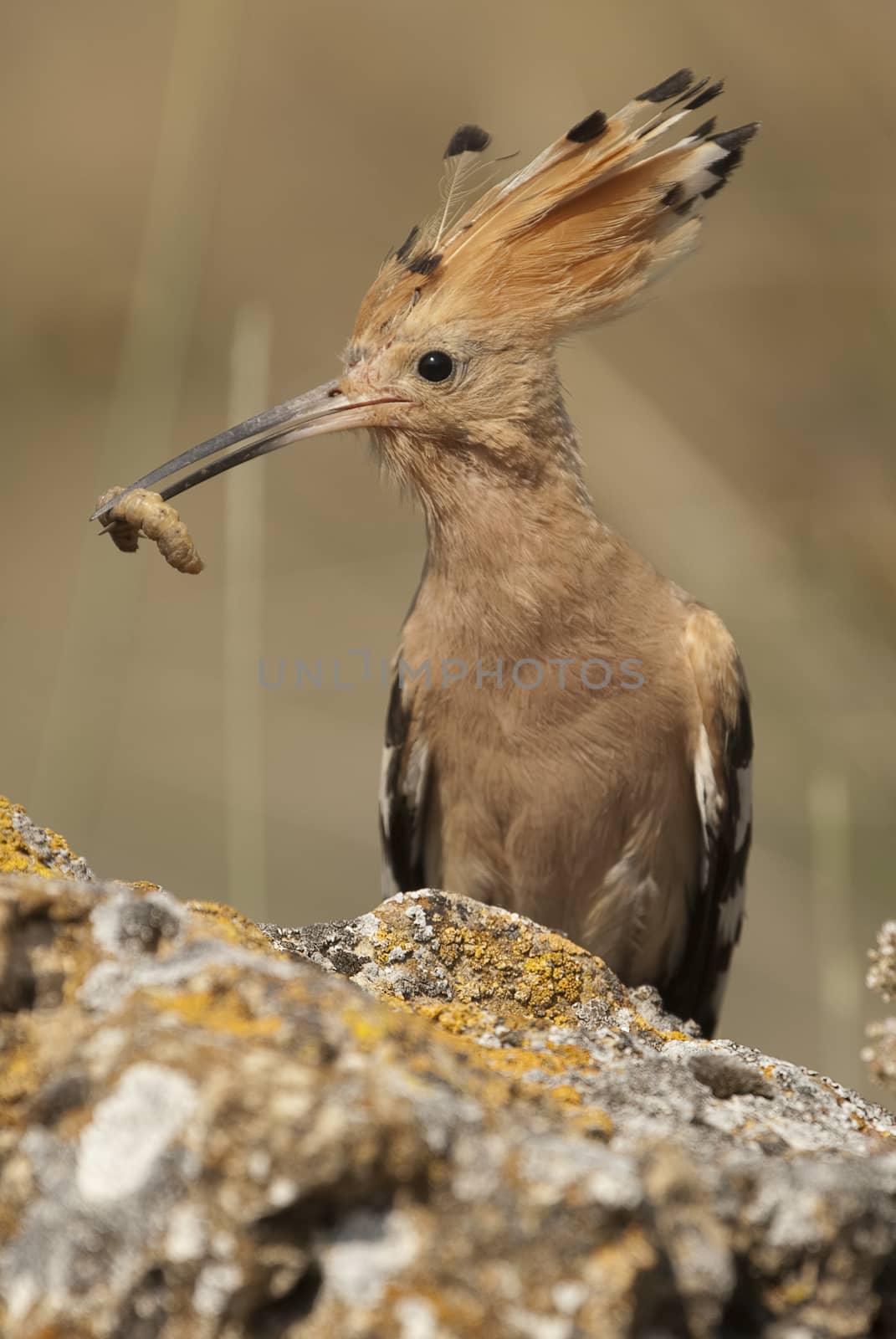 Eurasia Hoopoe or Common Hoopoe (Upupa epops), with food in the beak