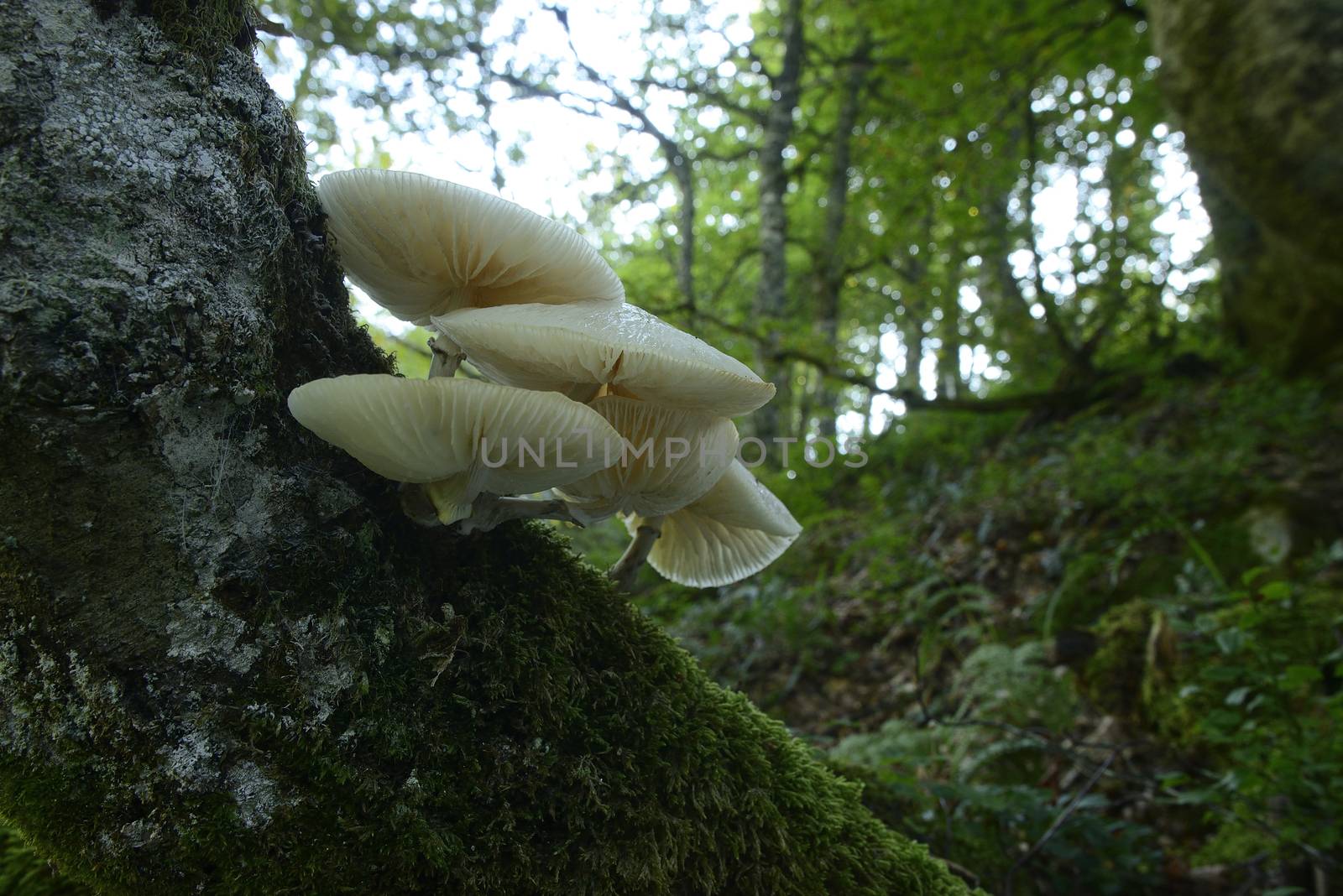 fungus group in the beech forest