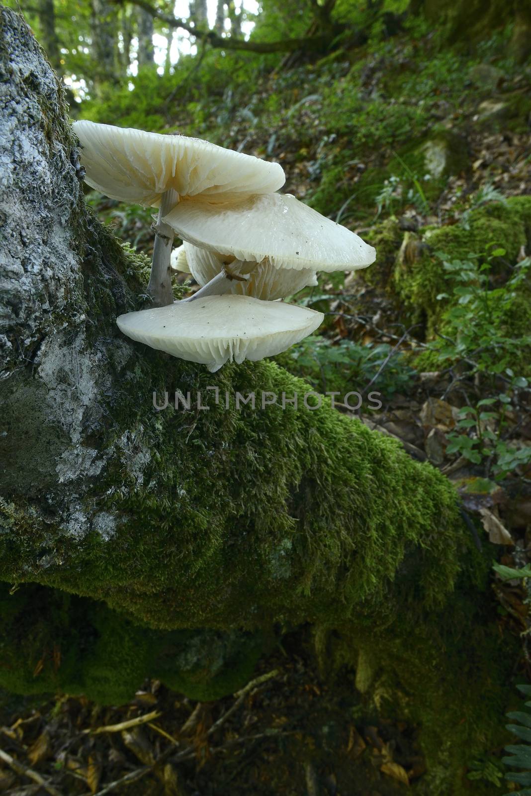 fungus group in the beech forest  by jalonsohu@gmail.com