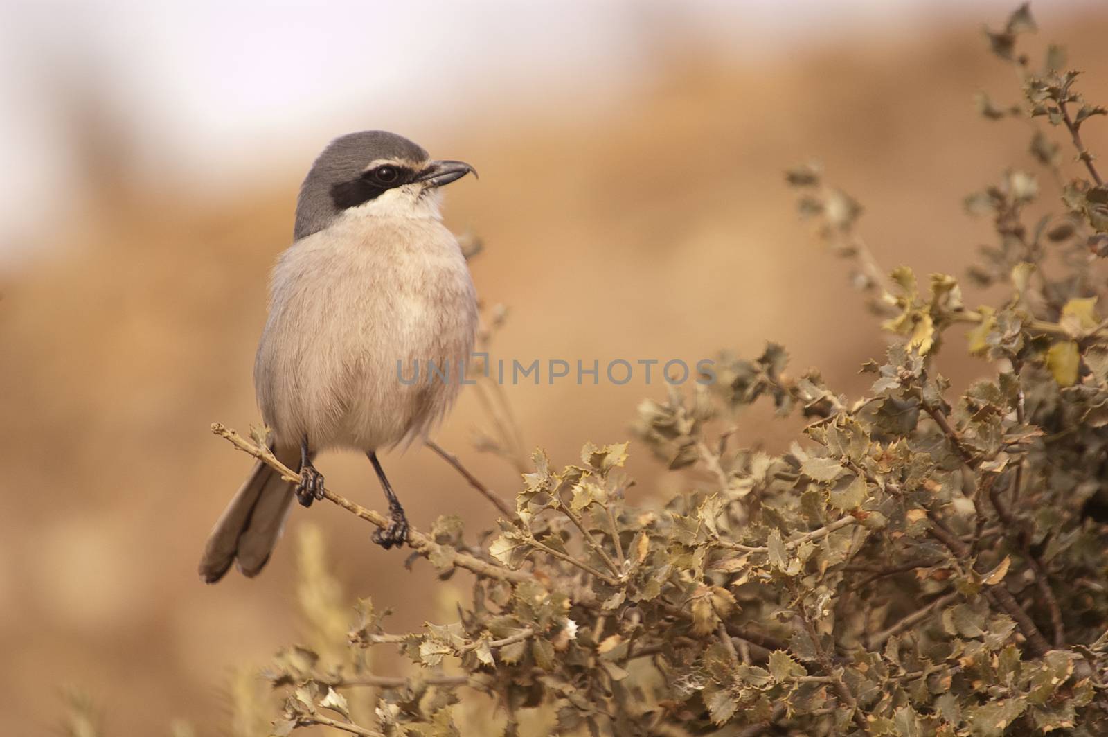 Great Gray Shrike. Lanius excubitor. perched on a branch by jalonsohu@gmail.com