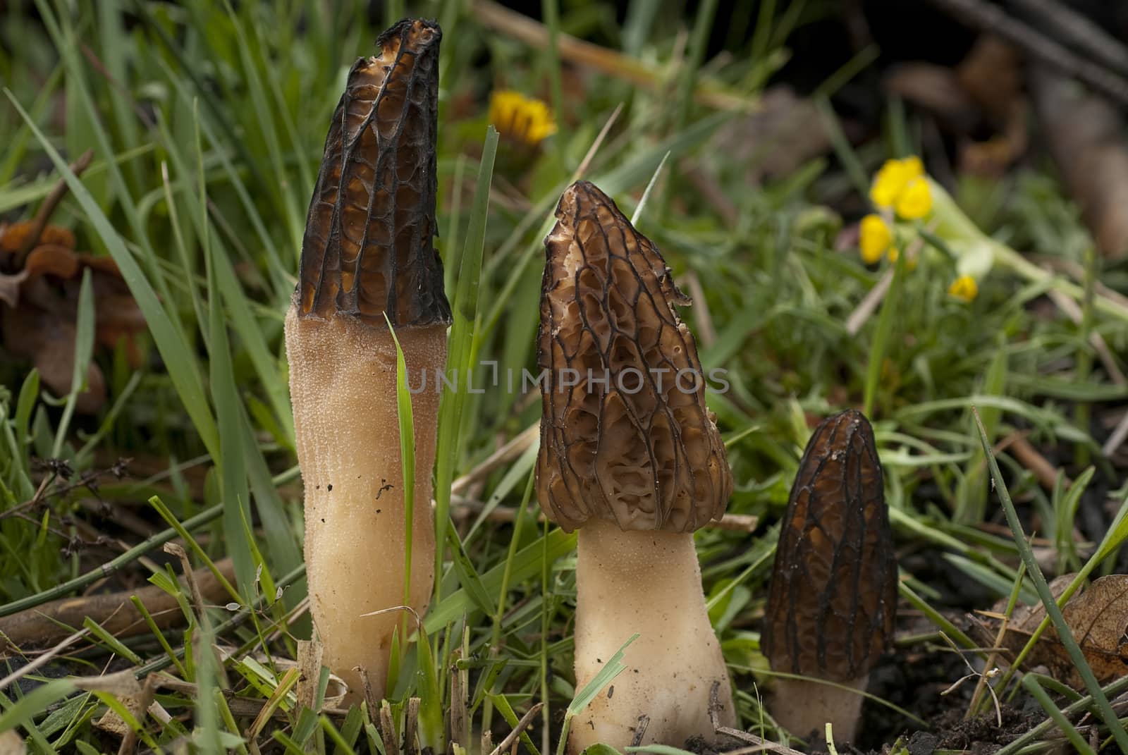 Grupo Morel Mushroom. Morchella esculenta by jalonsohu@gmail.com