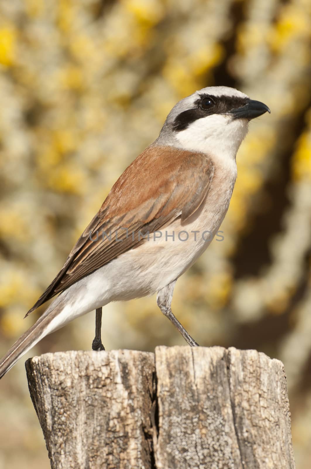 Red-backed shrike male. Lanius collurio, with yellow background on a trunk