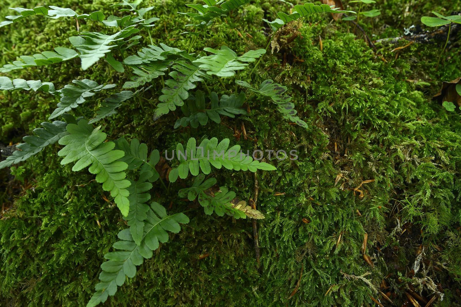 Moss and ferns in the forest, green