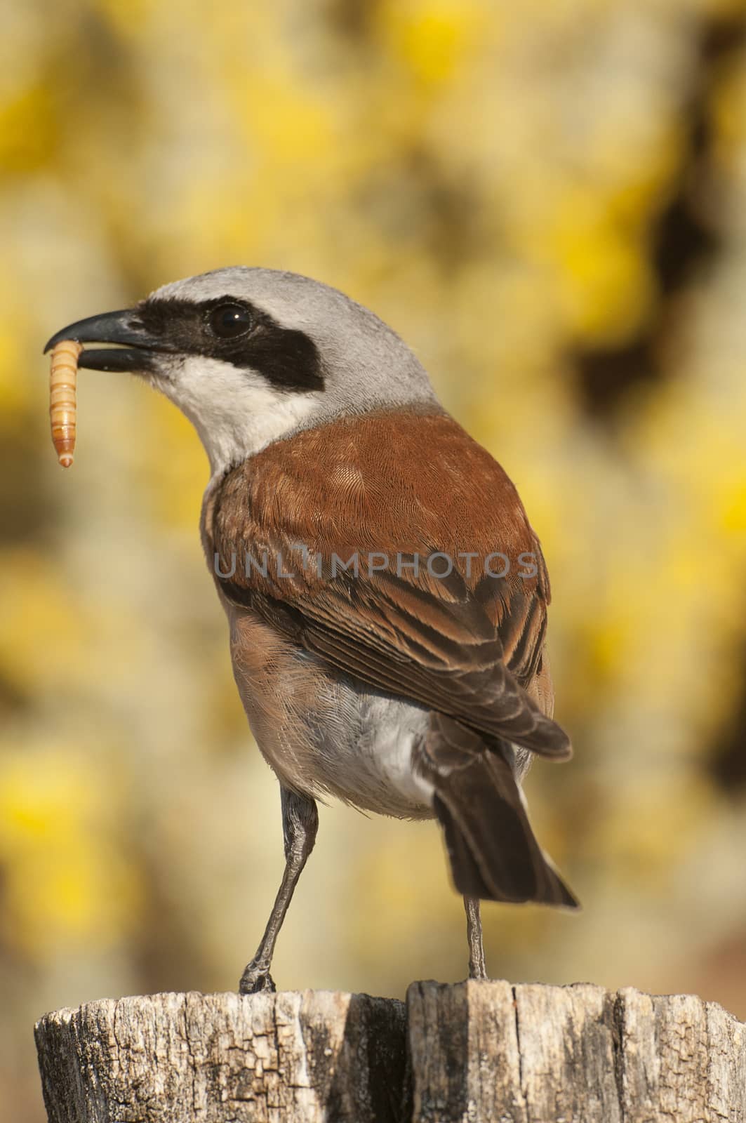 Red-backed shrike male. Lanius collurio, with yellow background  by jalonsohu@gmail.com