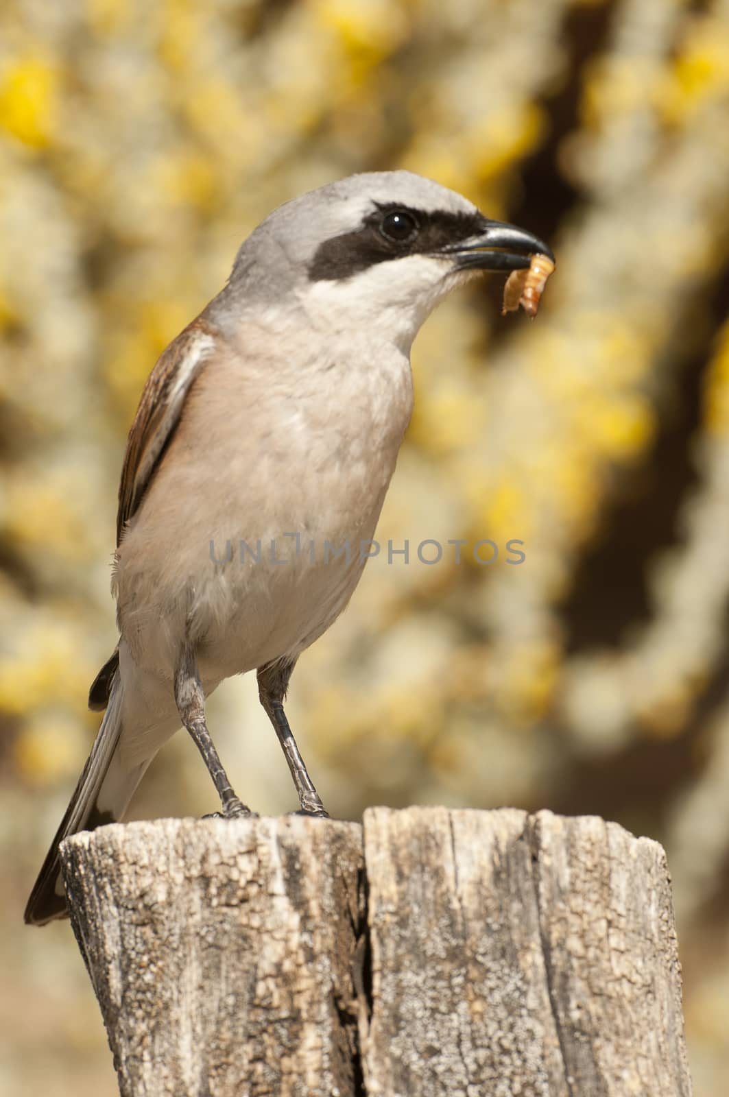 Shrike with red back. Lanius collurio, with a yellow background on a trunk and a worm in its beak