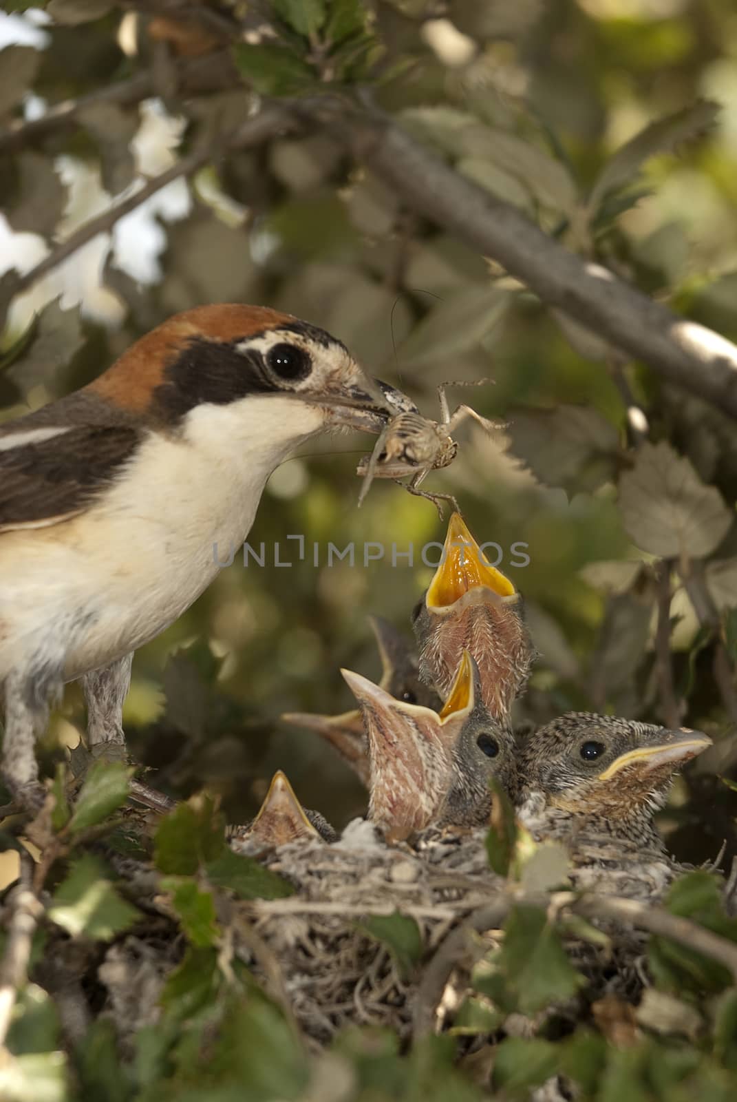 Woodchat shrike. Lanius senator, in the nest with his pup