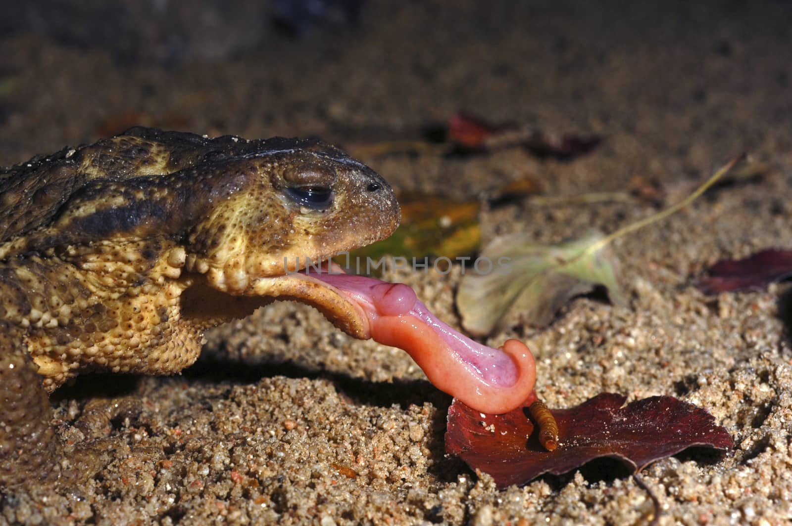 common toad, bufo bufo, Eating a worm, tongue out