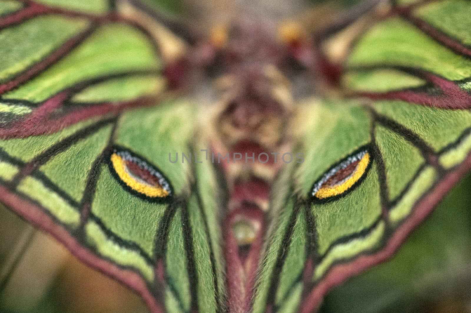 Elizabethan butterfly (Graellsia isabelae), detail of the wings, Spain